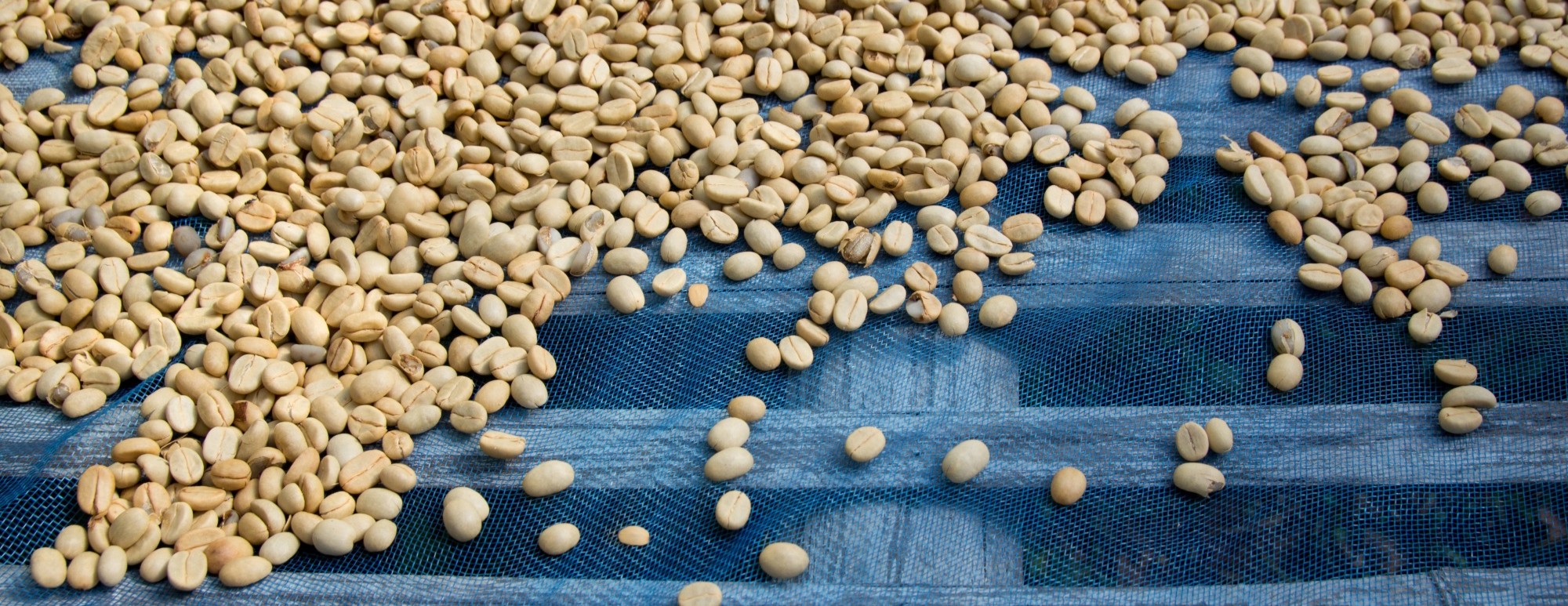 coffee beans airdrying on mesh
