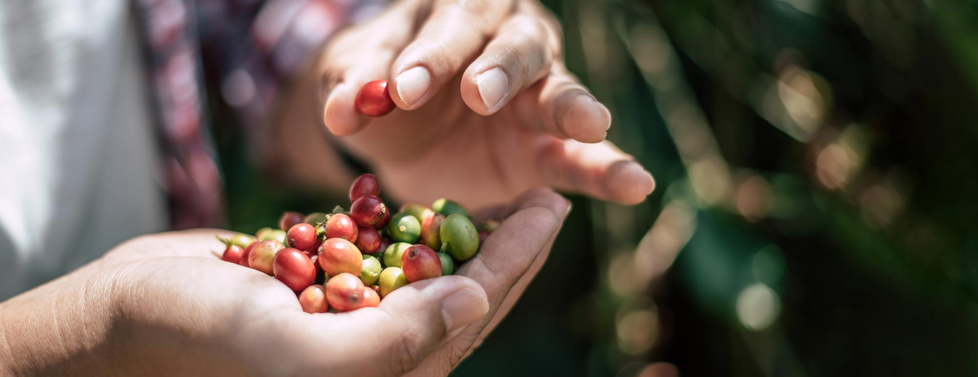 person holding coffee cherries in their hand